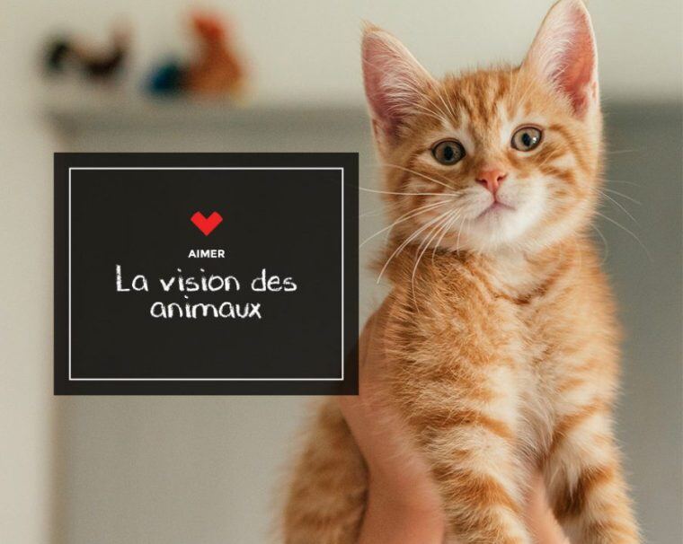 "Aimer La vision des animaux” sign next to a kitten